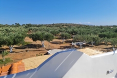 olivehouse1_elafonisos