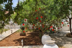 elafonisos_quattrogarden7