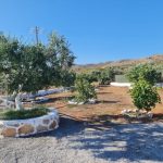 olivehouse12_elafonisos